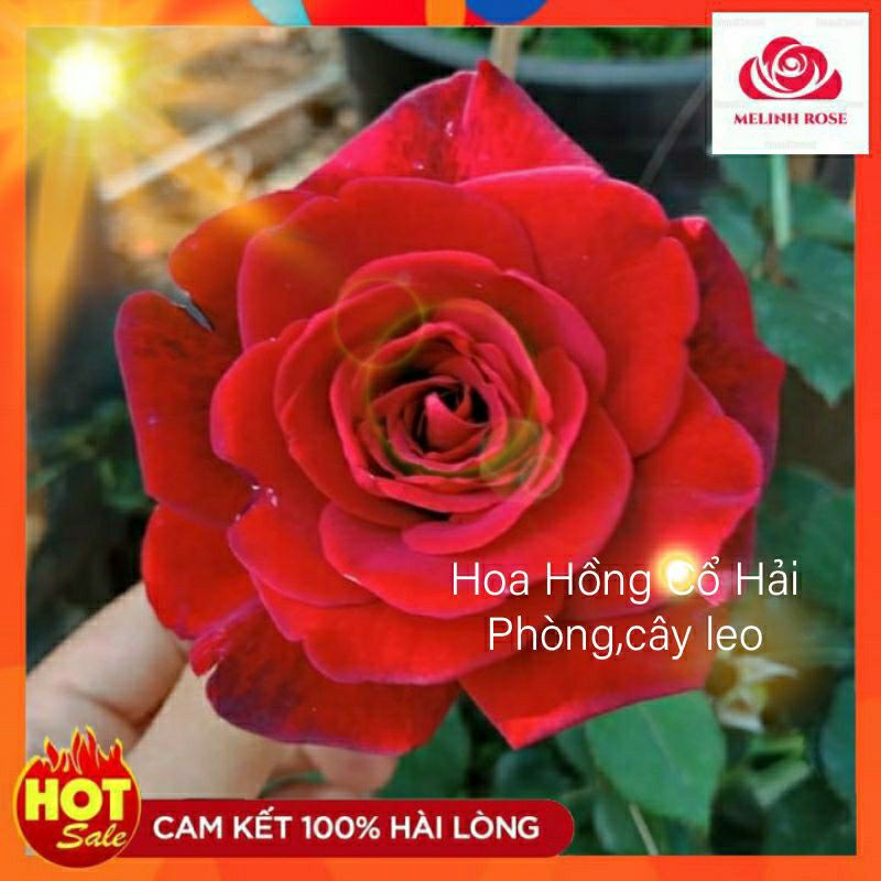 Chậu hoa hồng leo cổ hải phòng sắc đỏ nhung quyến rũ