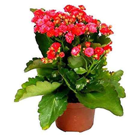 [SG 🇸🇬Store] Pretty Kalanchoe in plastic pot of 15cm diameter | Lazada ...