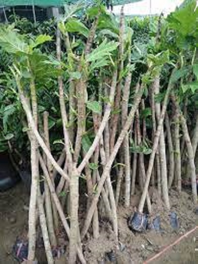 cây SAKE giống cao từ 1,5-2m trở lên