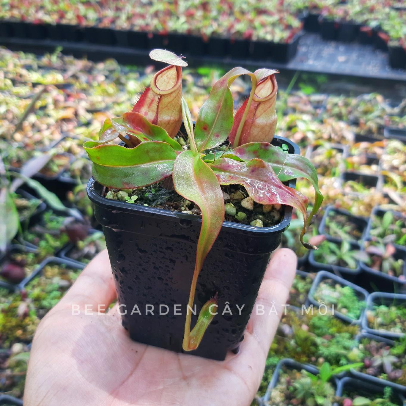 Cây bắt mồi, cây nắp ấm gieo hạt