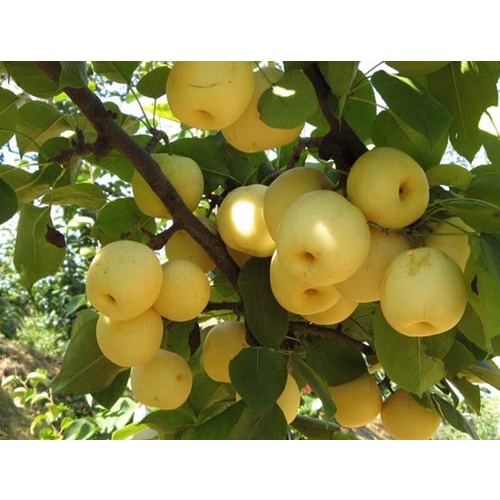 Cây giống lê vàng tứ quý - cam kết chuẩn giống