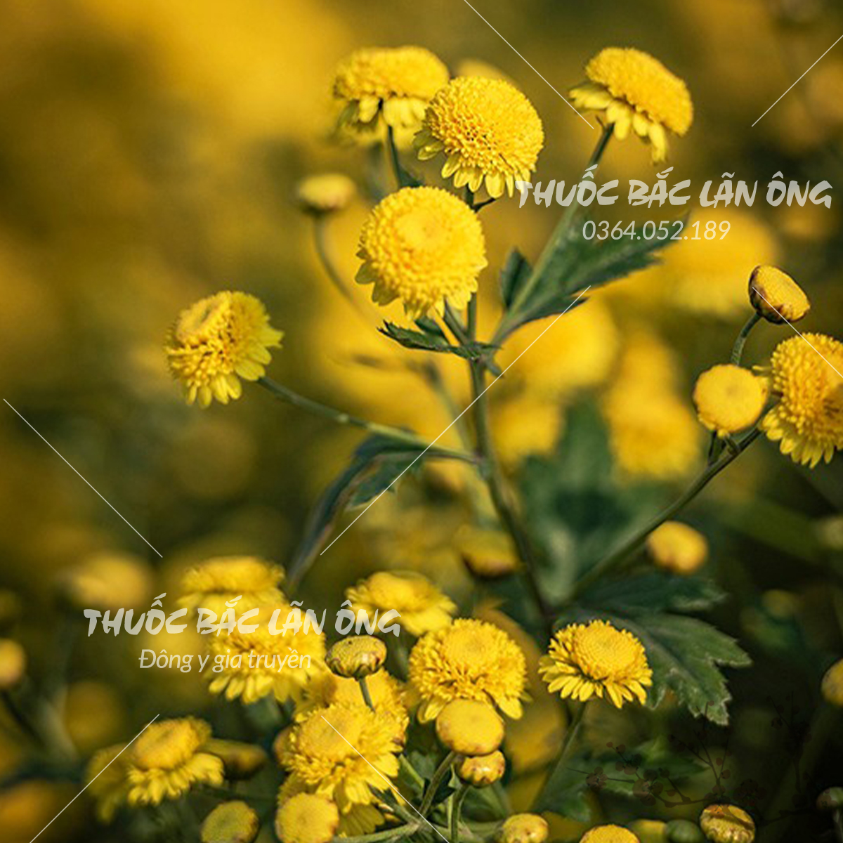 Dried Chrysanthemum Flowers 1kg (Yellow Chrysanthemum Tea with Small Buds Purifies the Body)