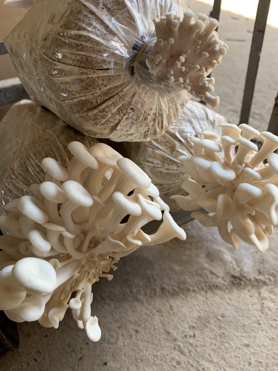 Phôi nấm Sò thái (1 kiện 9 bịch)