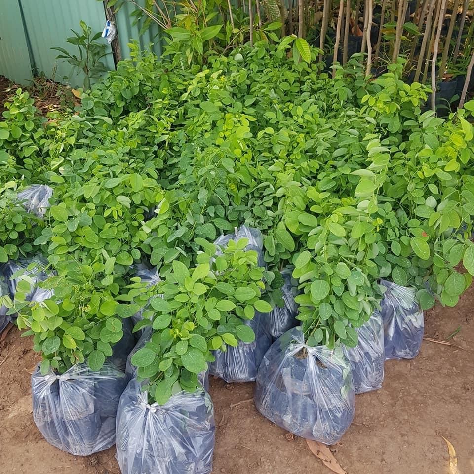 Cây Giống Trắc Đỏ (có bảo hành được kiểm tra hàng )