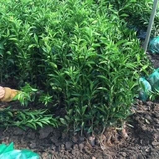 CÂY GIỐNG QUÝT THÁI