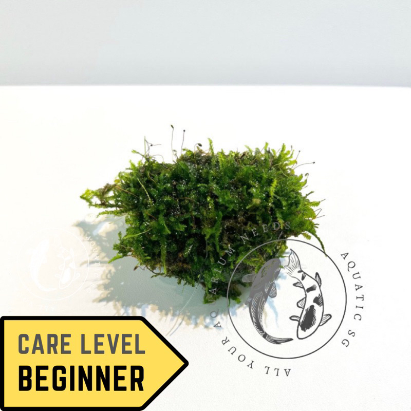 SG READY STOCK Rock with Moss For Aquarium Live Plant Decoration Cute