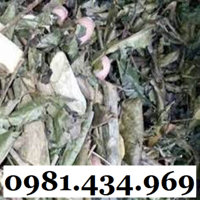 Cây Bầu Đất Khô 01KG Hàng Rừng Thơm