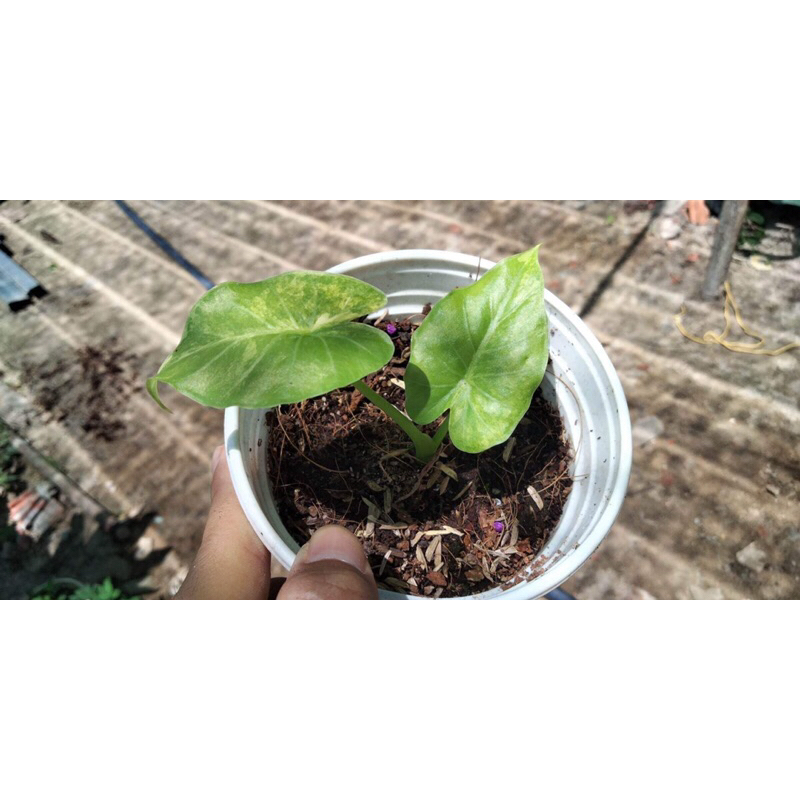 ráy var vàng ( Alocasia Gageana Aurea)