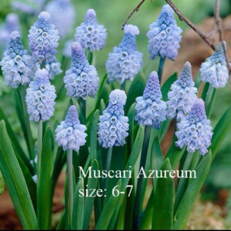 Củ hoa chuông ( nho lục bình, muscari) nhập khẩu Canada