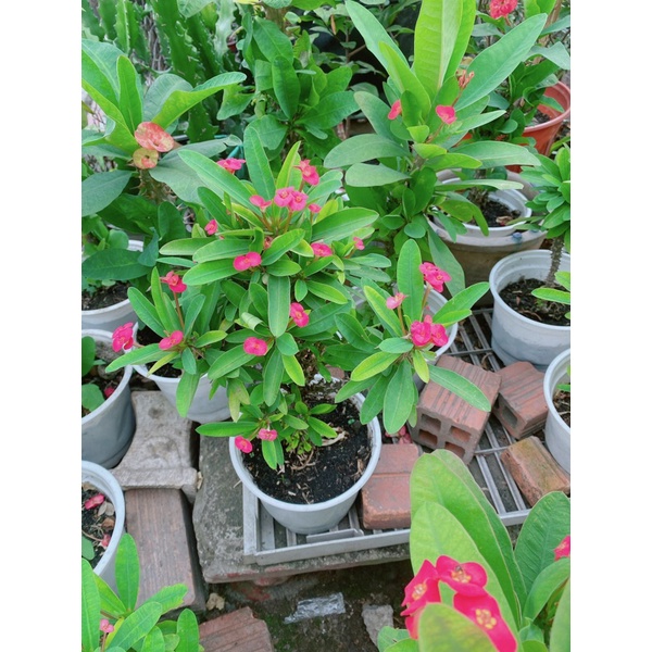 Xương Rồng Bát Tiên