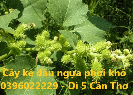Cây ké đầu ngựa phơi khô combo 2 ký (bán cây lá, không bán quả)