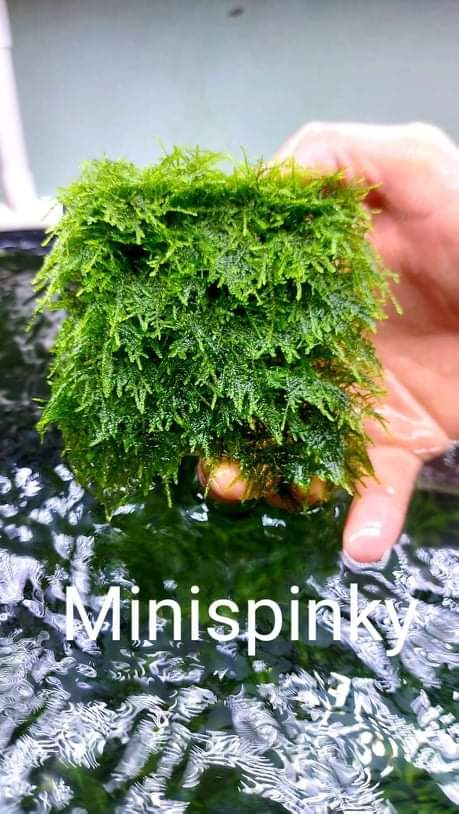 Rêu thủy sinh - mini spinky lá nước và cầu rêu 9x9- trang trí hồ cá thuỷ sinh - rêu thuỷ sinh dễ trồng