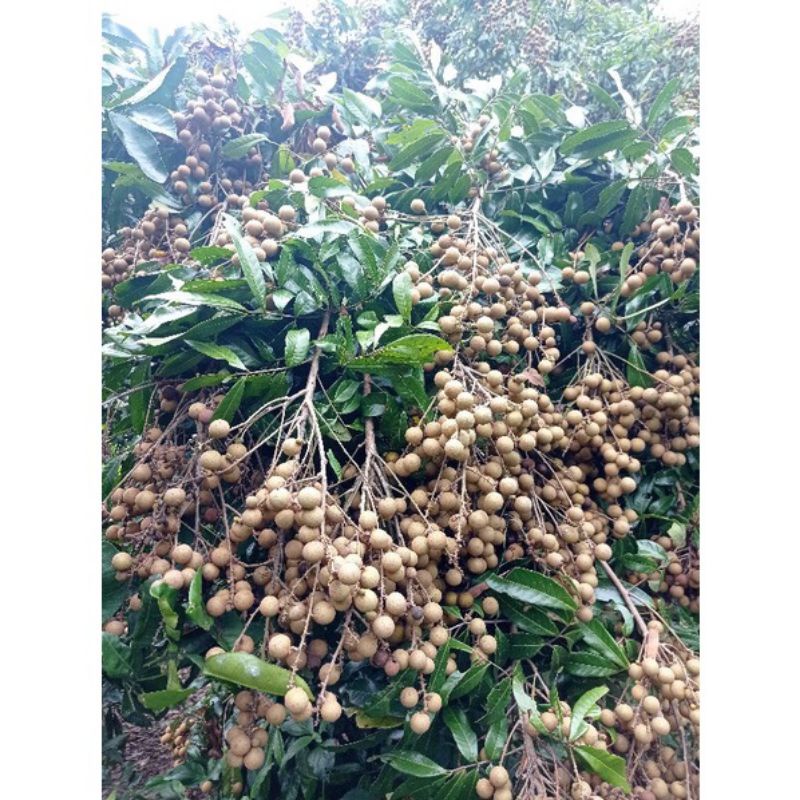 Cây giống nhãn lồng Hưng Yên (quả to, cùi dày, siêu ngọt)