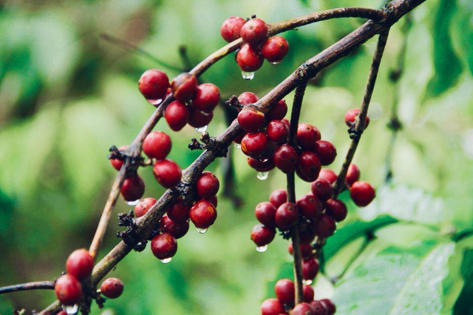 AFE robusta ARABICA nhân 500g ( hạt sống)