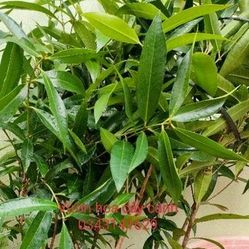 Cây mận lý ( cao trên 40cm )