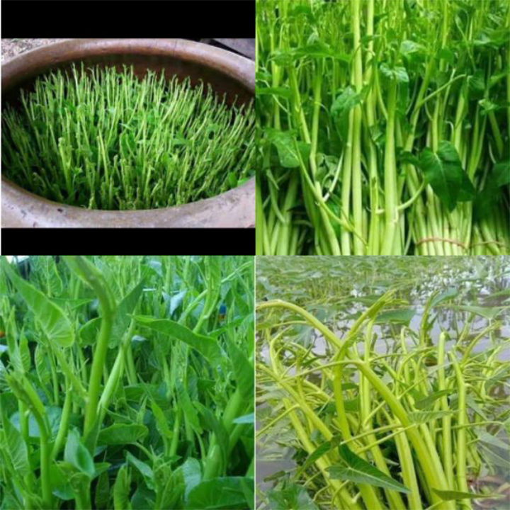 500 Gram hạt giống rau muống chùm