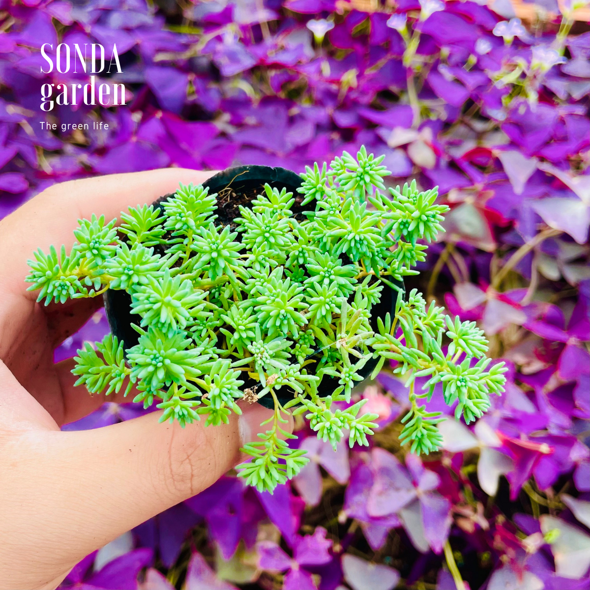 SEN ĐÁ SEDUM CƠM SIZE BÉ SIÊU KHỎE ĐẸP LỖI 1 ĐỔI 1