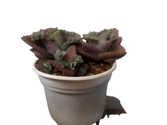 [HCM]Mother of thousands- cây sống đời