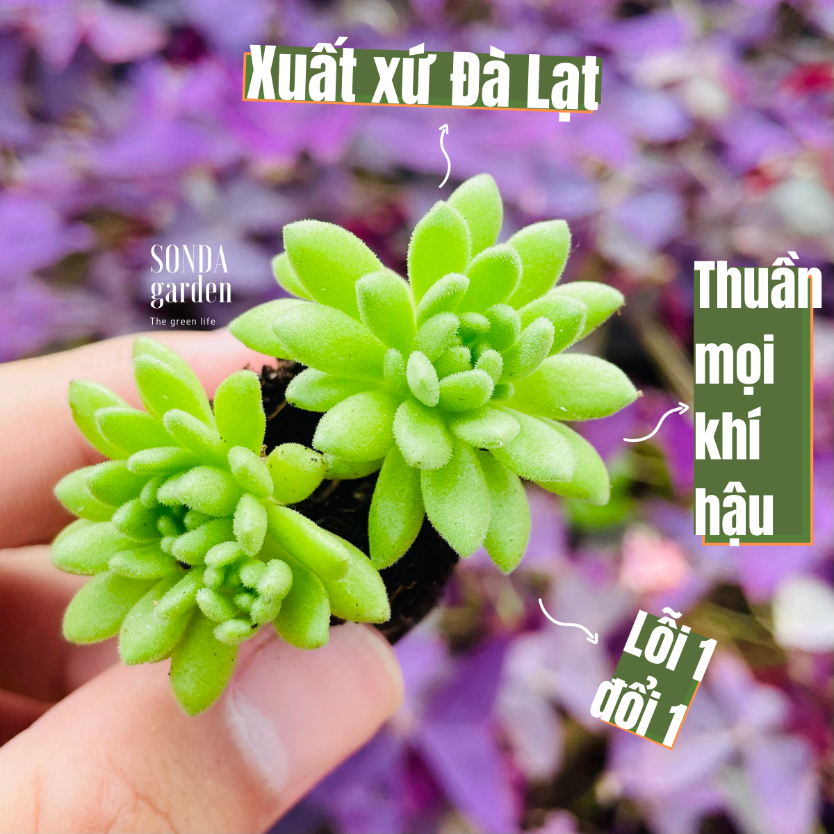 Sen đá sedum dù xanh size mini siêu khỏe đẹp lỗi 1 đổi 1