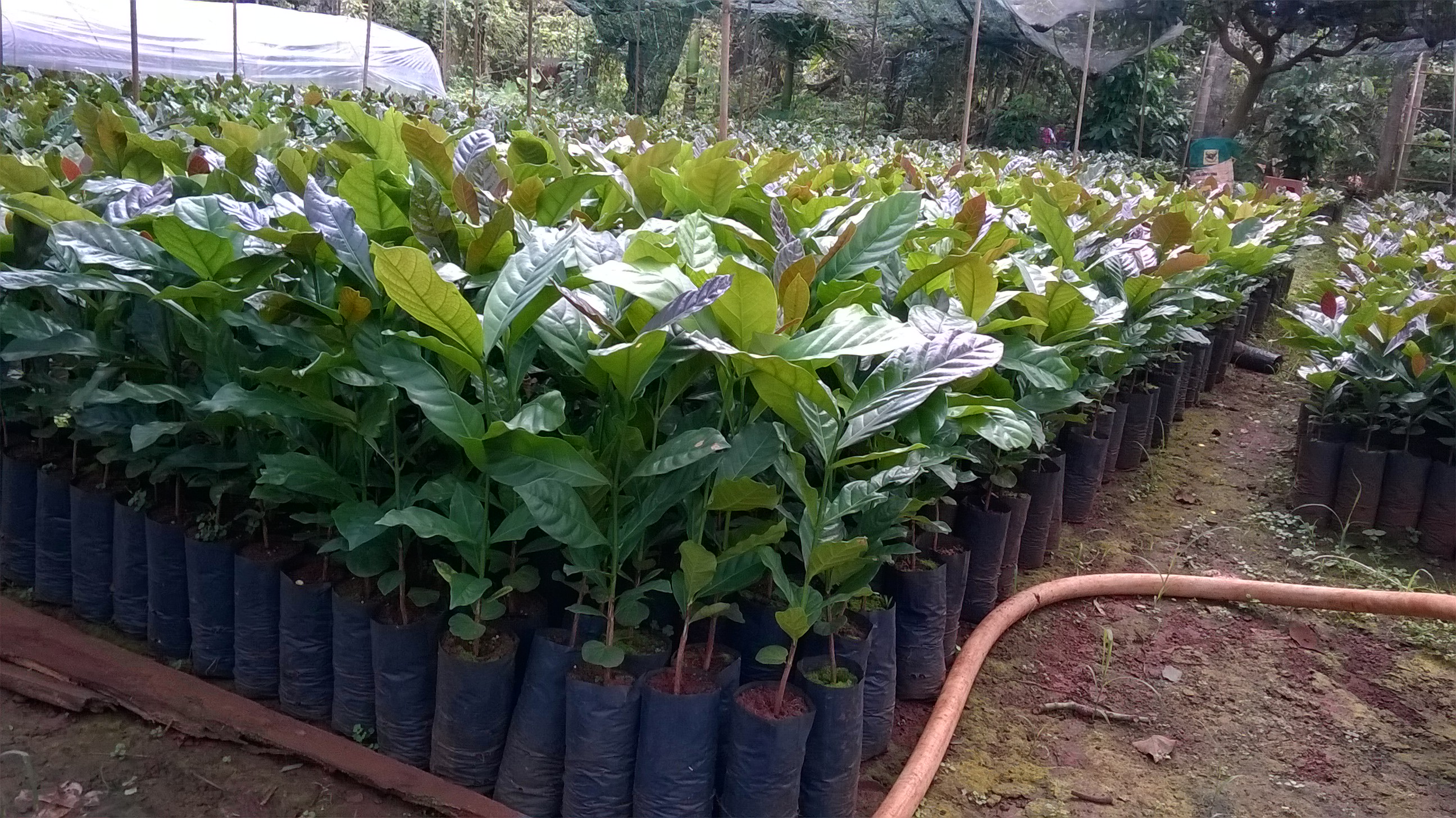 Cây giống Cà Phê Arabica [ Giống chuẩn ]