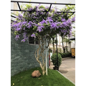 Cây mai xanh thái giống cao 10cm (ảnh thật số 2).
