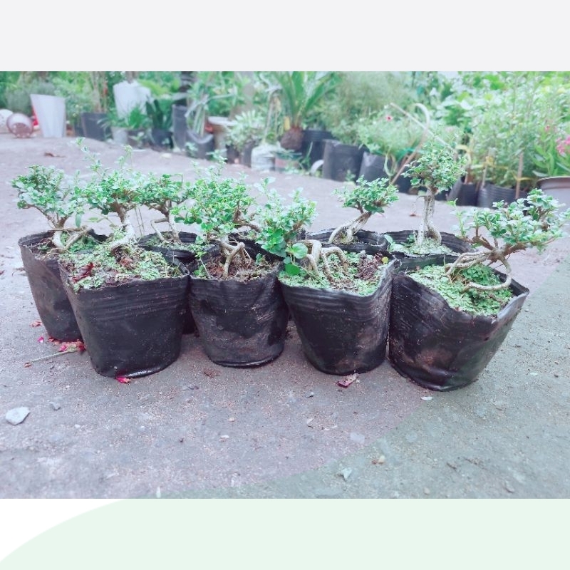 Cây Sam Hương Bonsai Mini
