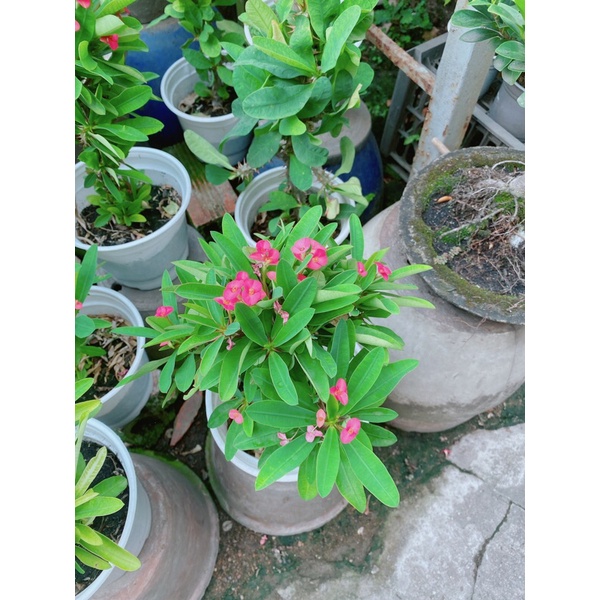 Xương Rồng Bát Tiên