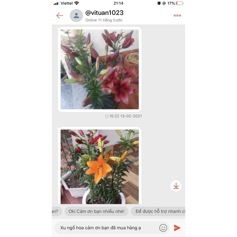 Củ hoa ly cao ly lùn chuẩn hà lan