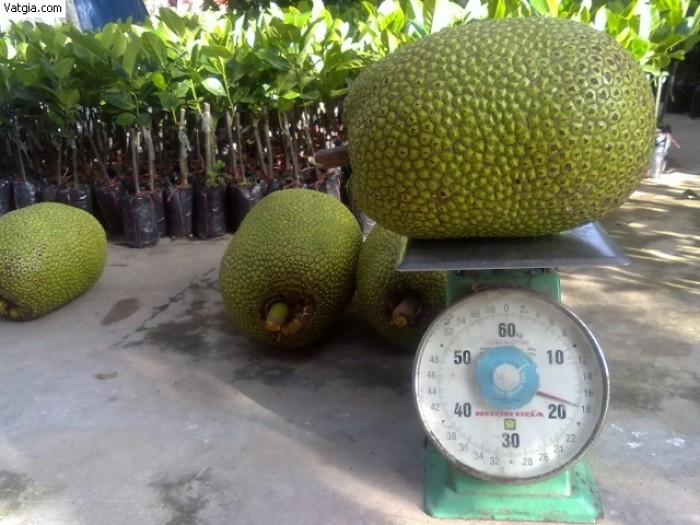 Cây giống mít Malaysia ruột đỏ sơ đỏ
