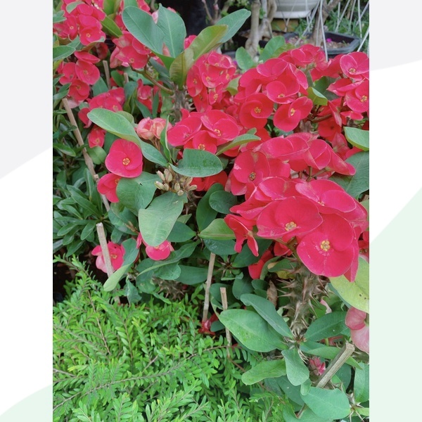 Xương Rồng Bát Tiên Lớn