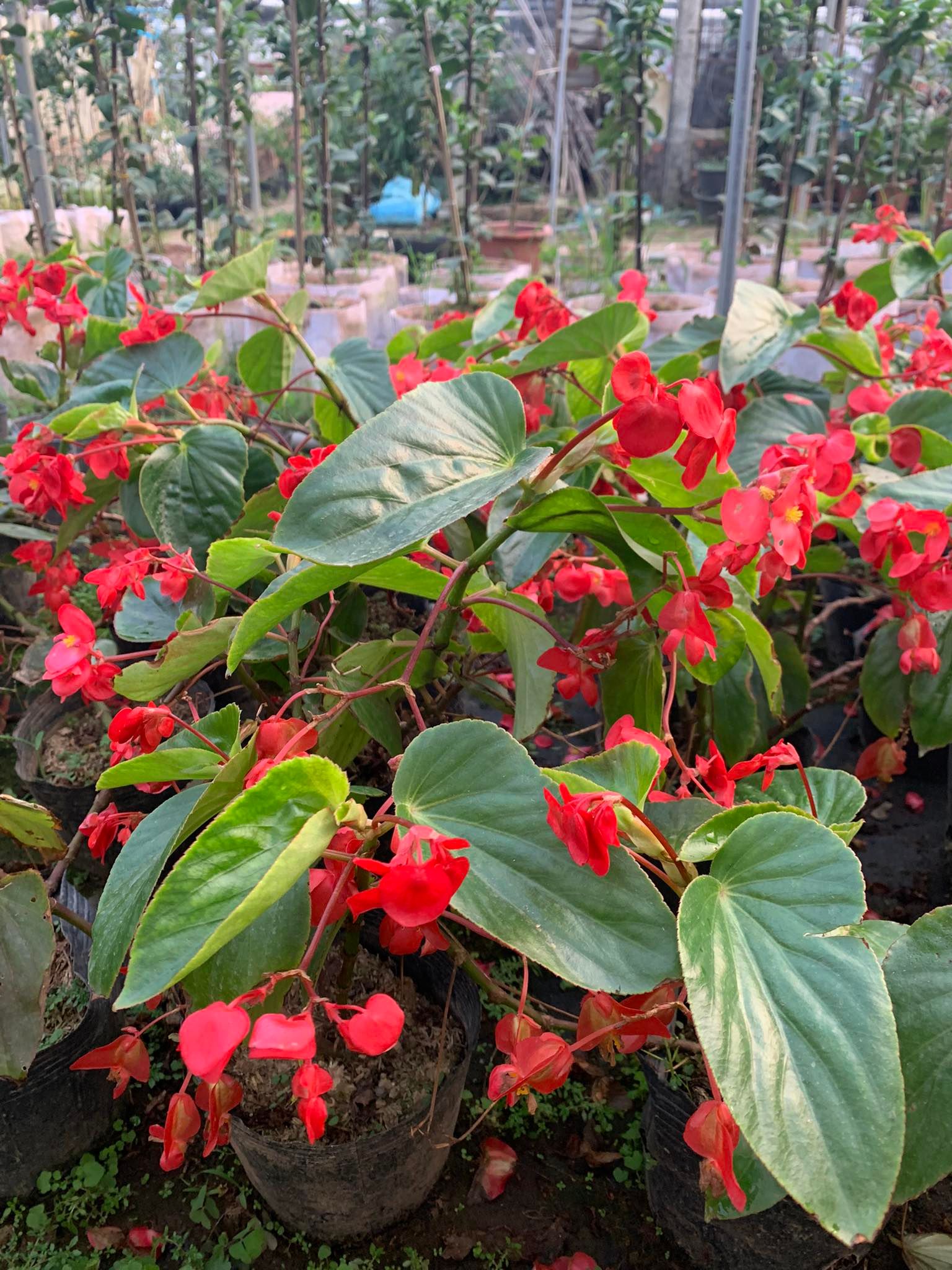 Cây sen cạn hoa đỏ (thu hải đường thấp)