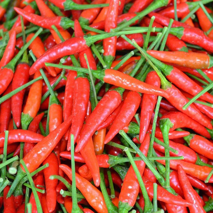 Hạt Giống Ớt Chỉ Thiên Siêu Cay 0.1gr