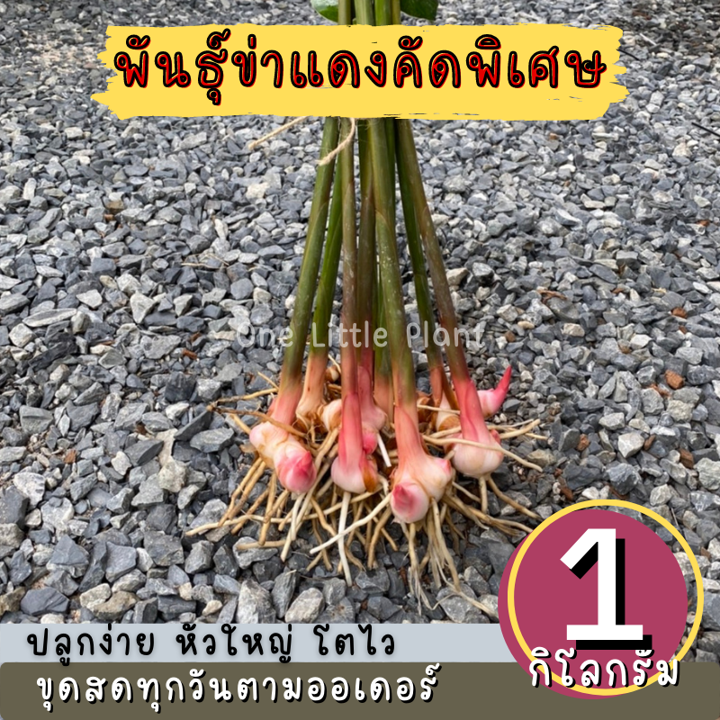 ต้นข่า พันธุ์ข่าแดง ต้นข่าแดง ต้นพันธุ์ข่าตาแดง ข่า คัดพิเศษ ปลูกง่ายโต ...