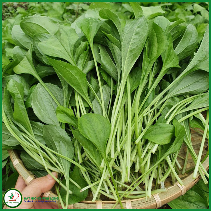 Hạt giống rau Mã đề RD 359 - 1g