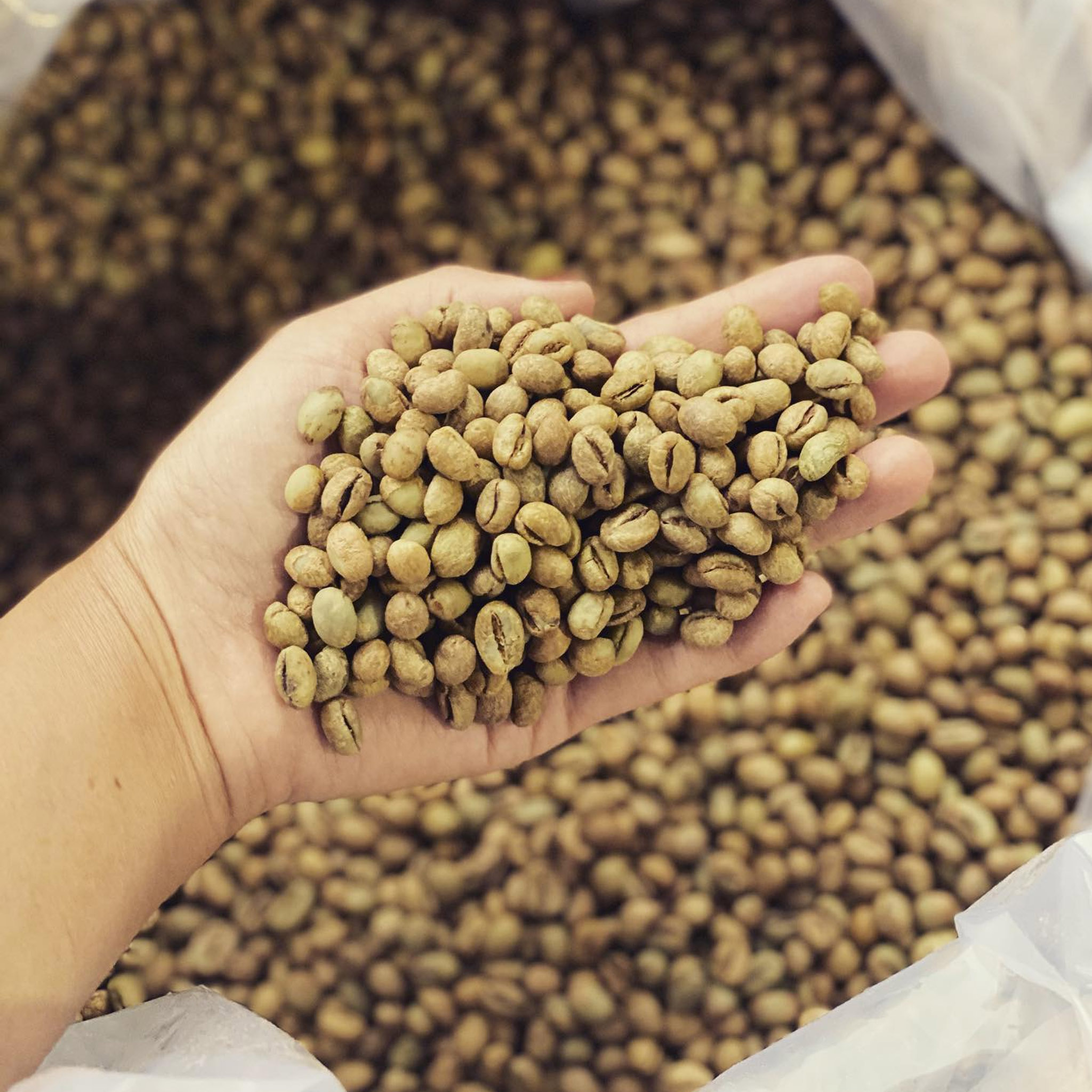 Cà phê phin mộc Robusta giống cũ (Lâm Hà, Lâm Đồng)
