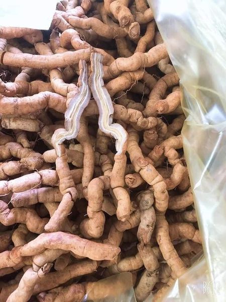 CỦ BA KÍCH RỪNG (TÍM) TƯƠI (HÚT CHÂN KHÔNG)
