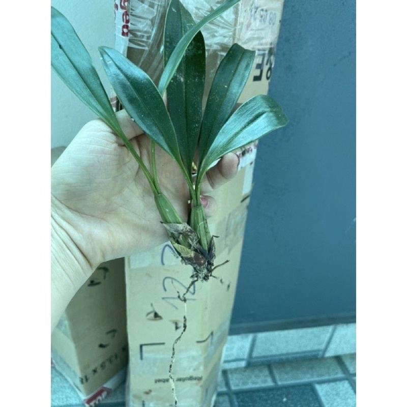 hoa Lan vũ nữ hàm cá mập(1 khóm) chơi Tết