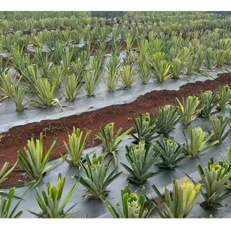 CÂY GIỐNG DỨA THƠM MẬT MD2 SIÊU NGỌT