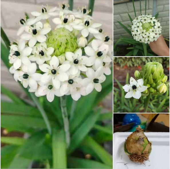 Củ giống hoa thiên nga mắt ngọc - 1 củ
