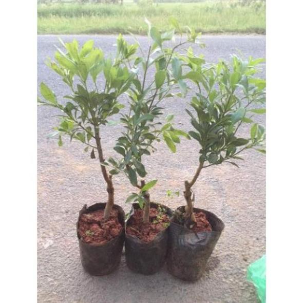 Cây giống cây thanh mai (cây dâu rừng giống )