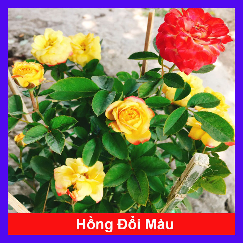 Hồng Đổi Màu - cây cảnh để bàn