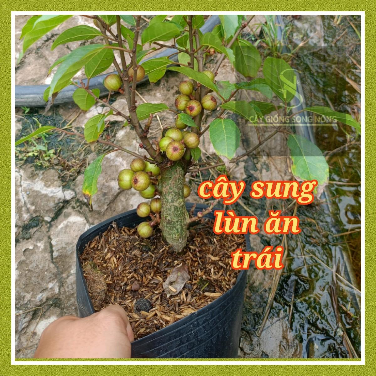 Cây sung lùn ăn trái - sung siêu quả - cây giông song nông