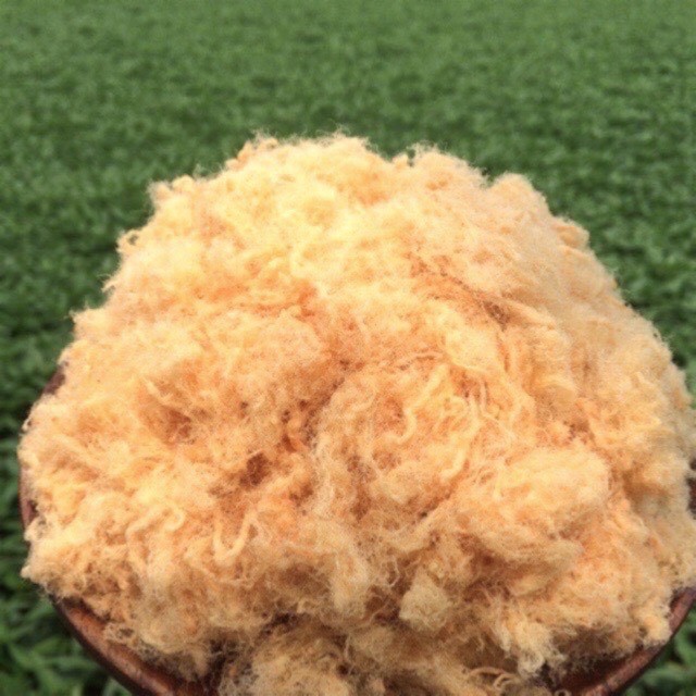 CHÀ BÔNG HEO XÙ - Ruốc Bông GÓI 500.GRAM