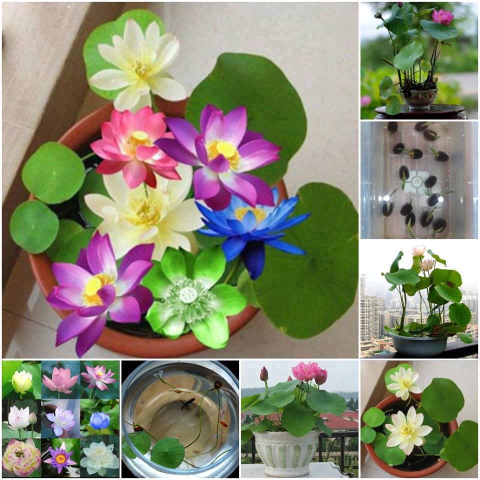 HẠT GIỐNG HOA SEN NHẬT MINI - GÓI 5 HẠT