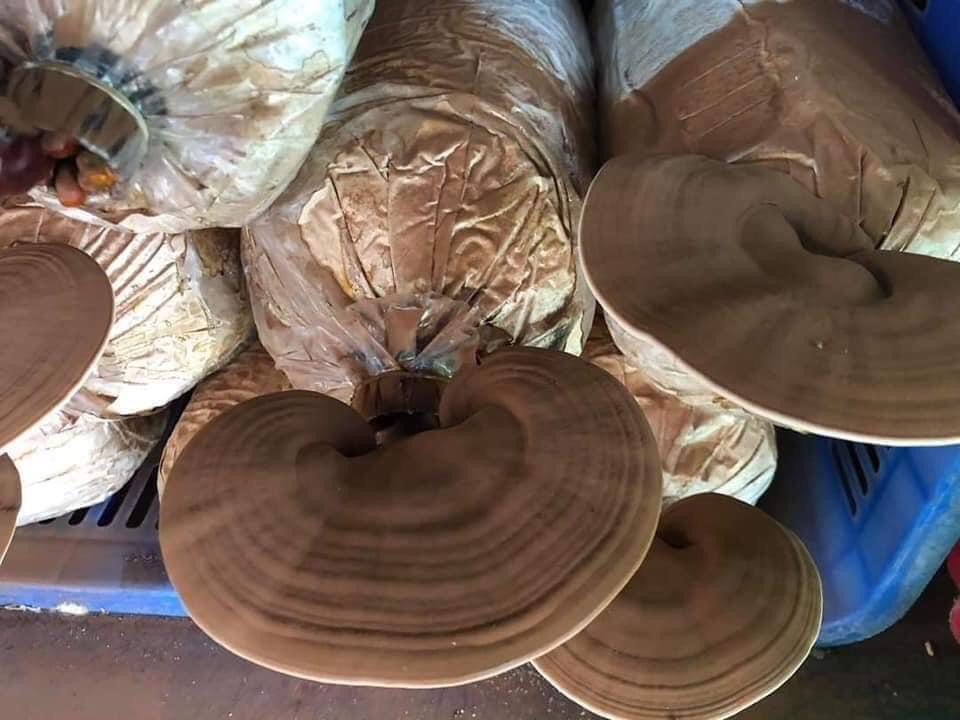 Phôi nấm Linh chi (01 kiện 03 bịch)