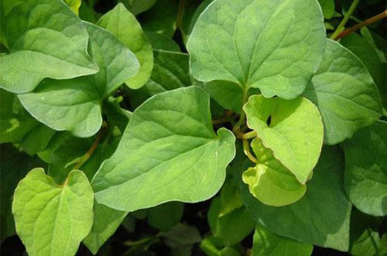 Hạt giống rau diếp cá - Gói 50 hạt