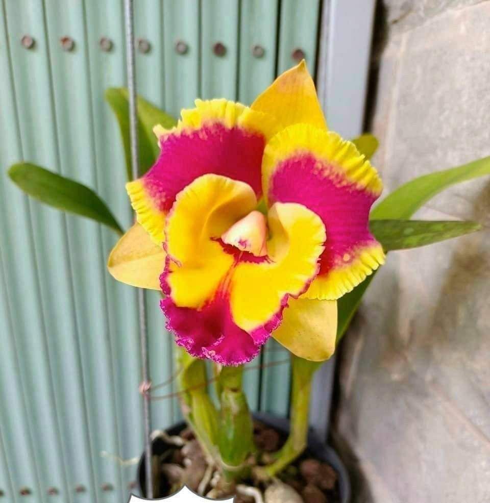 HOA LAN CATT WARM WELCOME giống Cao 7-12Cm