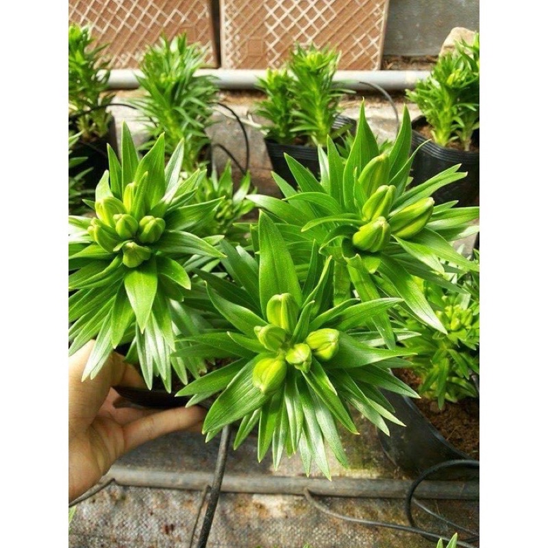 Củ hoa ly lùn Hà Lan (cánh đơn và cánh kép), củ sẵn mầm và rễ (size 12/14)