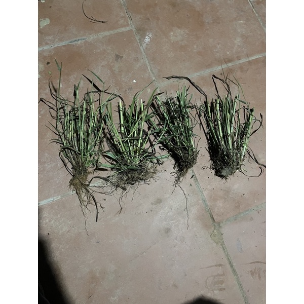 cỏ lau hồng (1 bụi gốc nhiều nhánh)