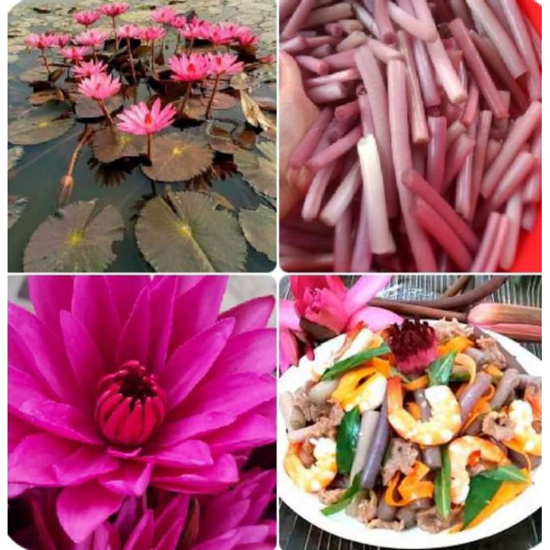 củ hoa súng làm cảnh hoặc ăn ngó củ sẵn mầm
